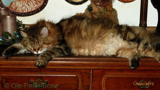 Sibirische Katzen Spirit of New Heavcen´s Catjuscha